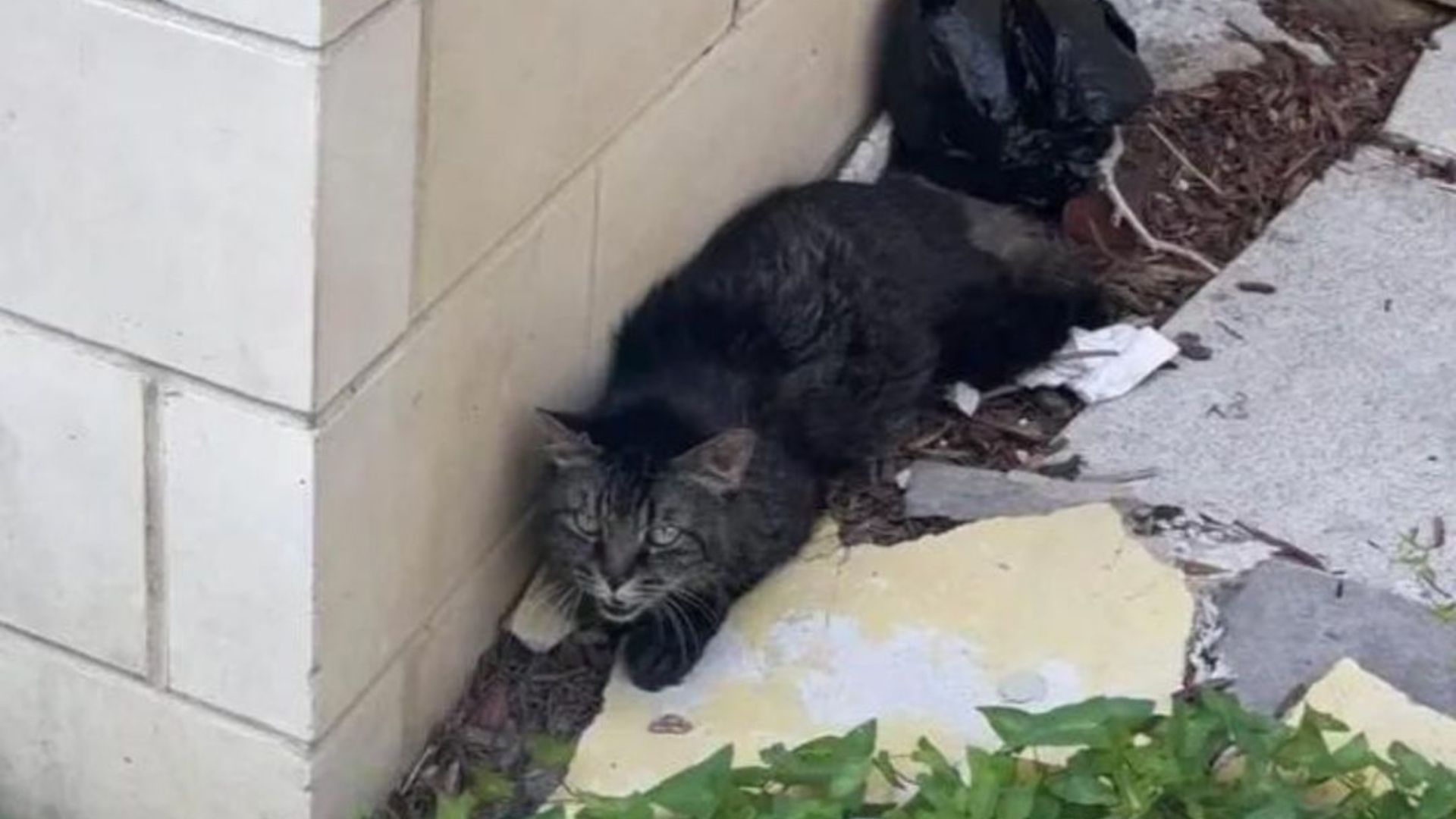 scared tabby cat