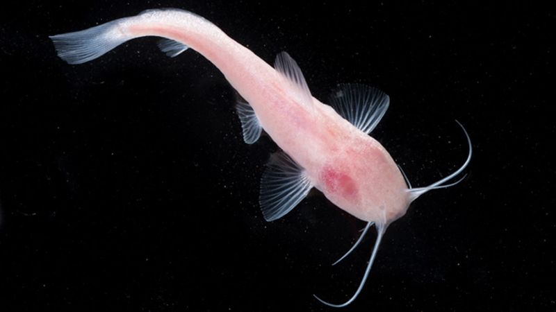 Blind Catfish - The Hidden Fortune Symbol