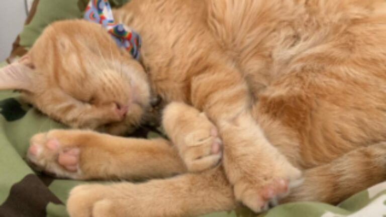 scruffy cat