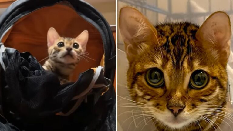 bengal kitten