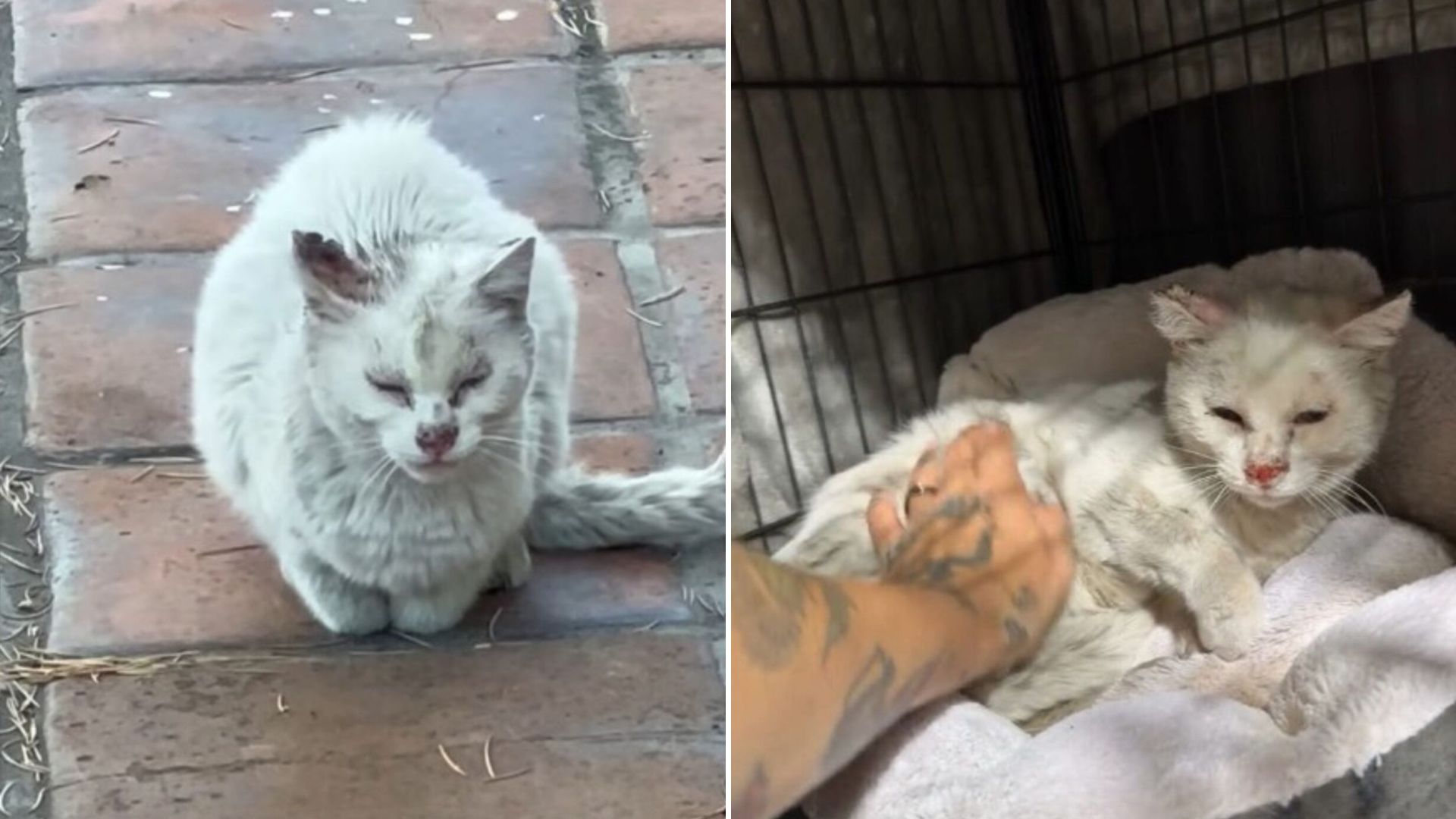 sweet white senior cat