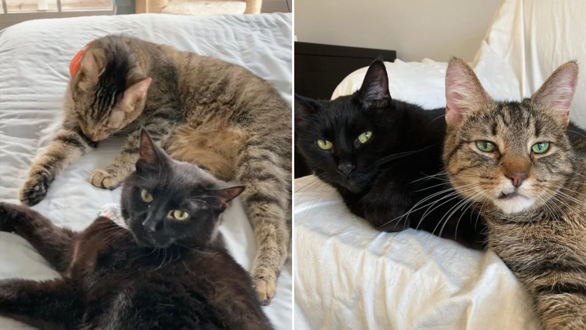 Senior Cats Only Have Each Other After Family Abandoned Them At Nashville Shelter