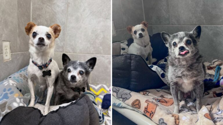 Senior Sisters Pour Out A Lifetime Of Love Only To Be Left Behind In A California Shelter
