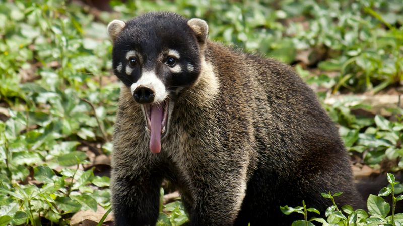 Coatimundis
