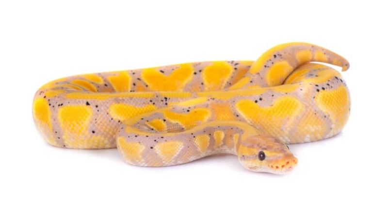 Ball Pythons