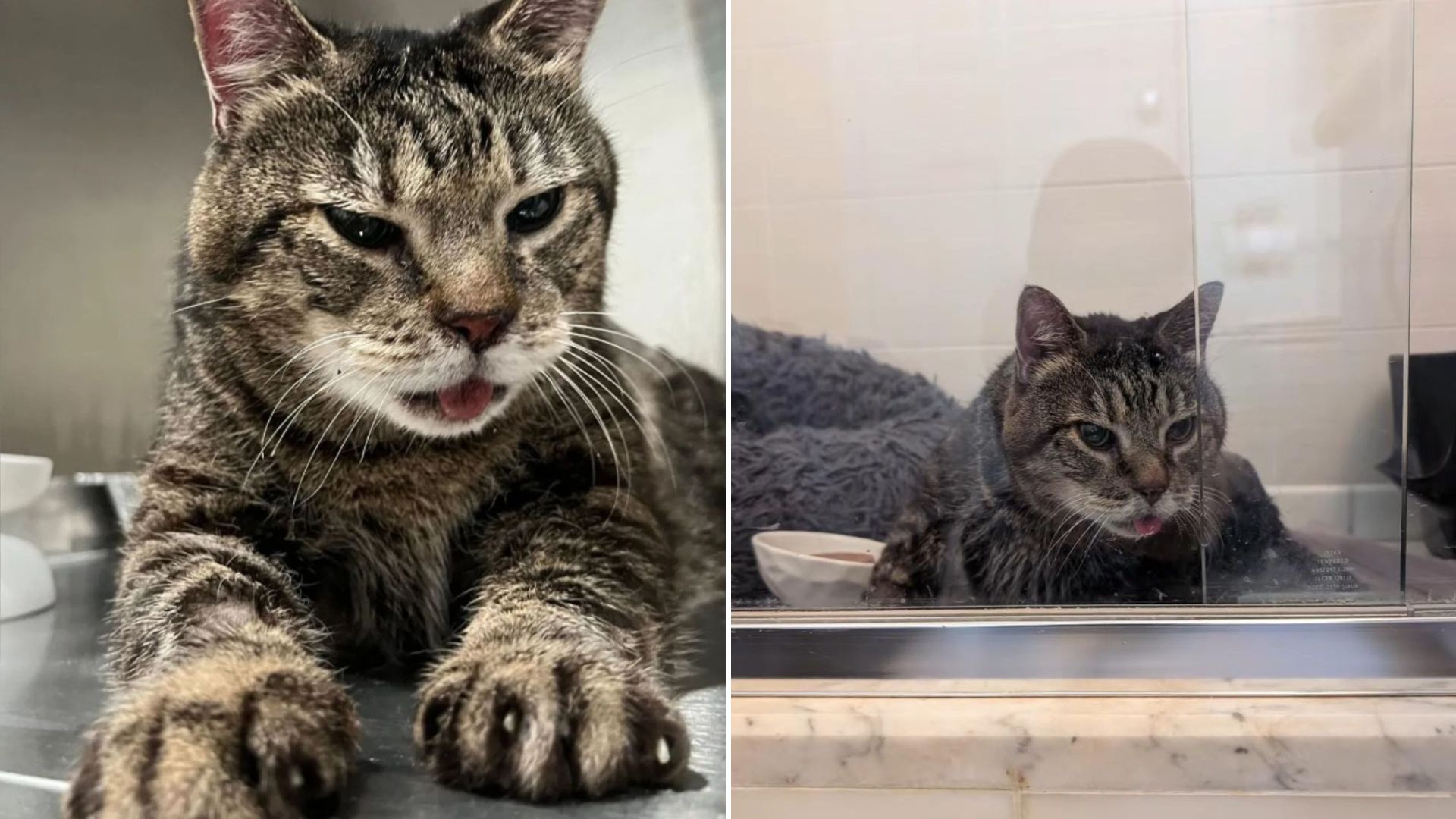 Severely Ill Senior Cat Spends His Last 18 Days In A NY Home Learning What True Love Is