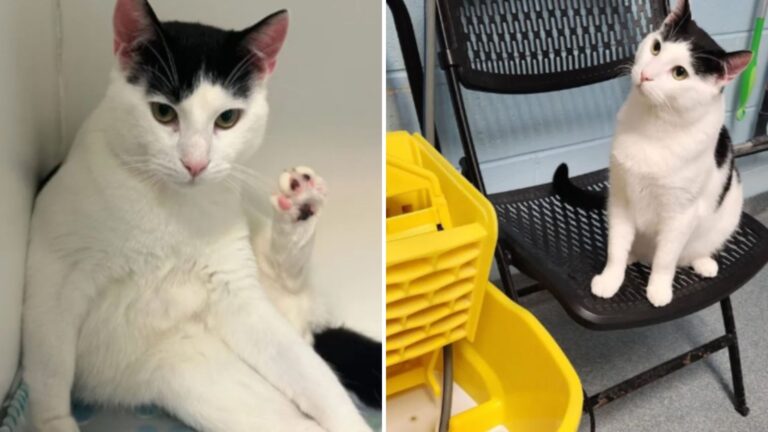 shelter cat