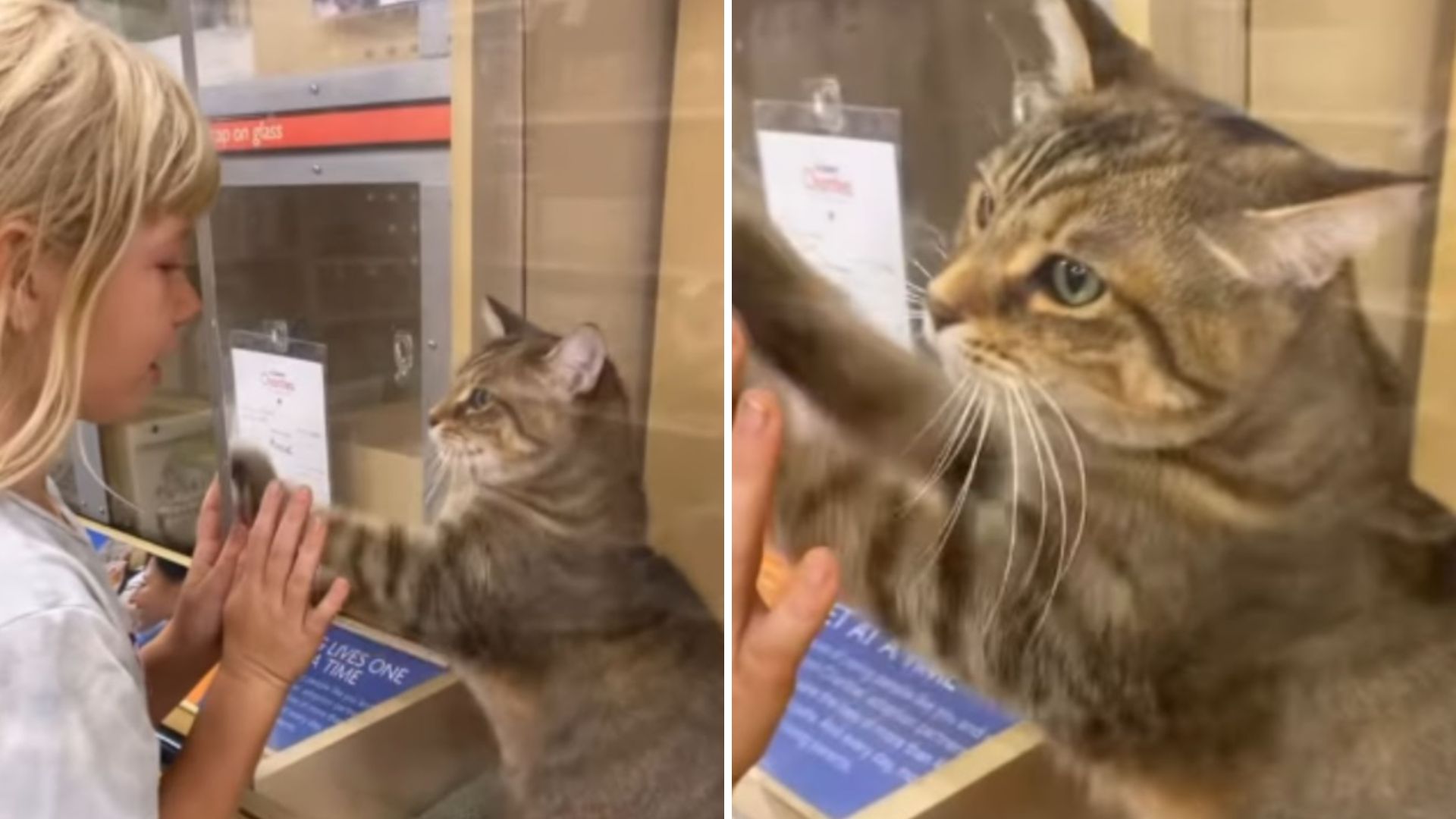 shelter cat