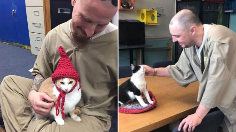shelter cat with prisoners