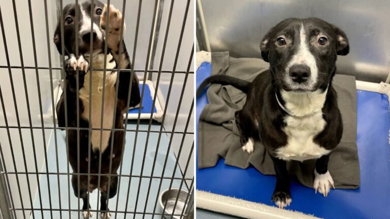 shelter dog