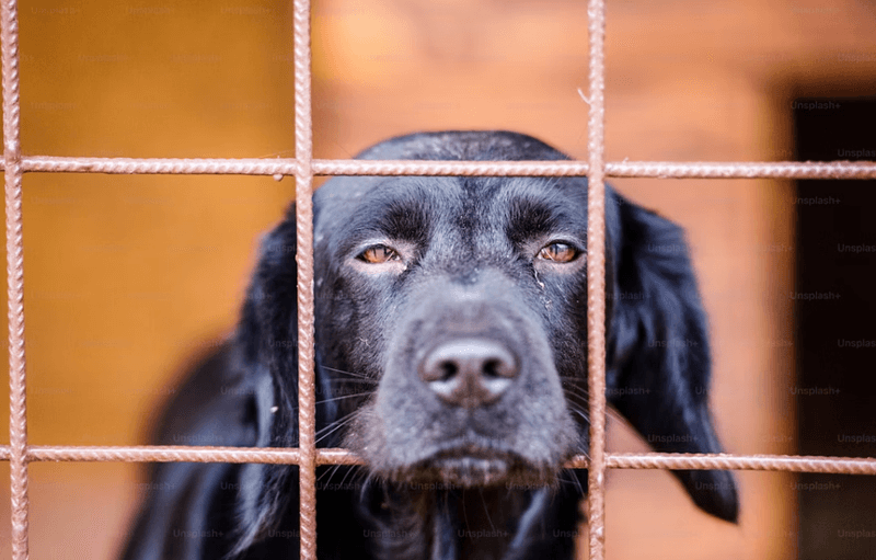 The Emotional Toll On Families Having To Relinquish Pets