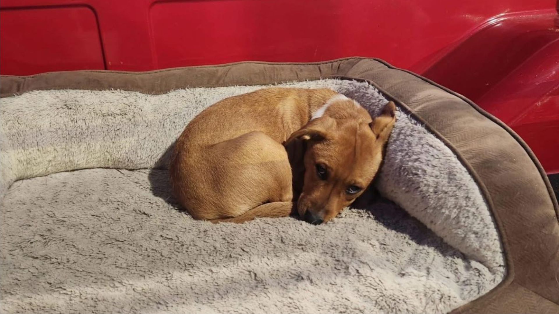 sad shelter puppy