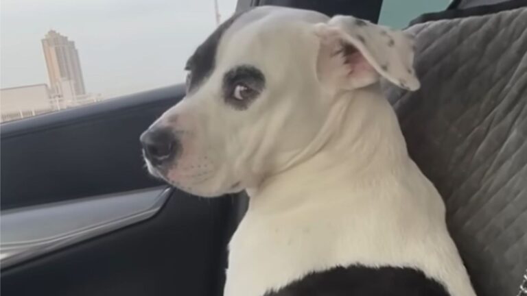 shivering dog