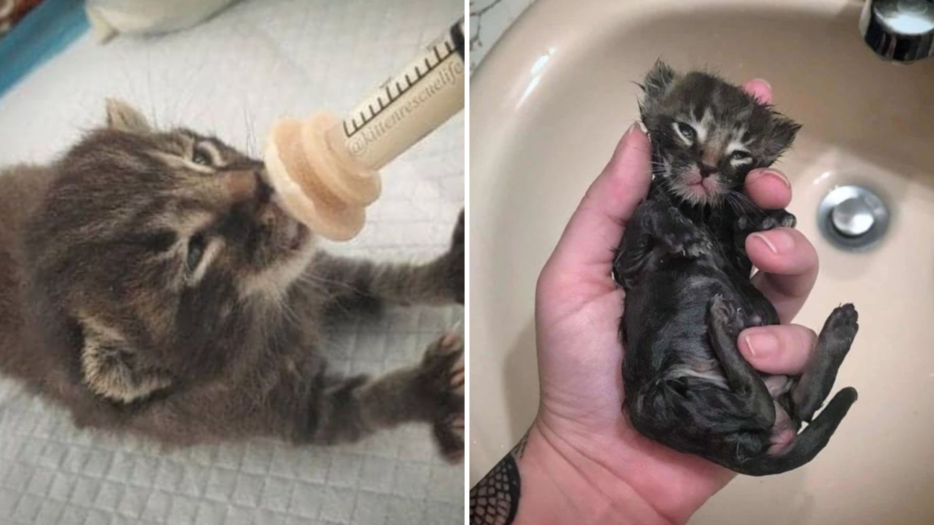 two week old kitten rescued