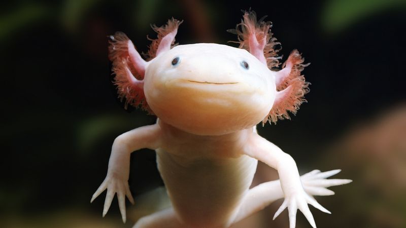 Axolotls