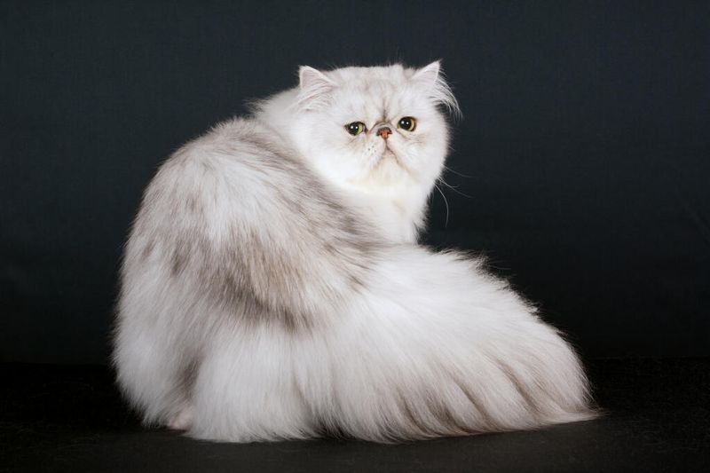 Persian