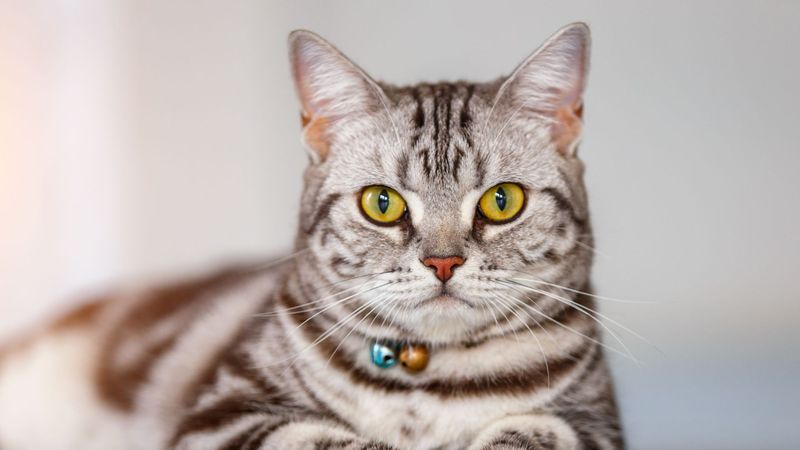 American Shorthair