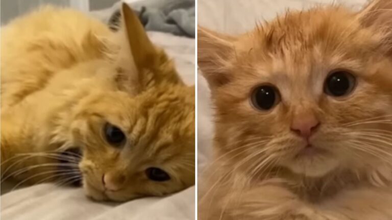 sick kitten