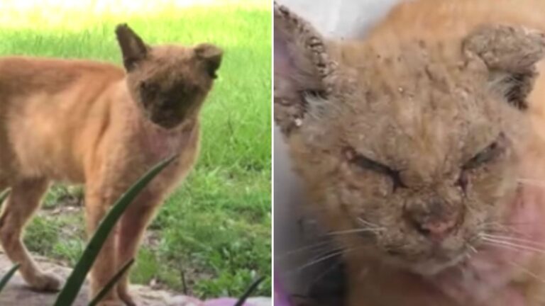 cat with mange