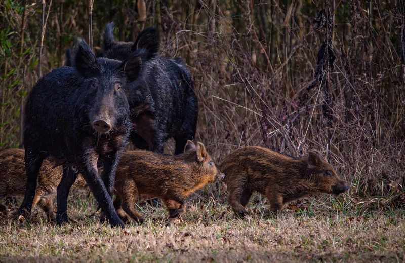 Wild Boars