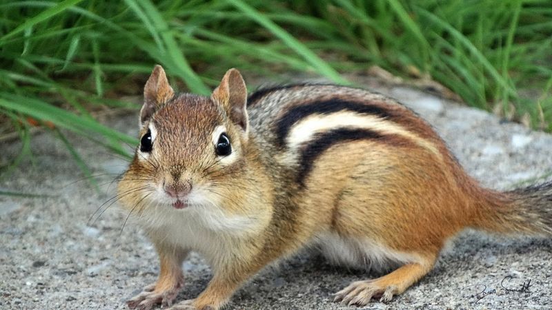 Industrious Eastern Chipmunks