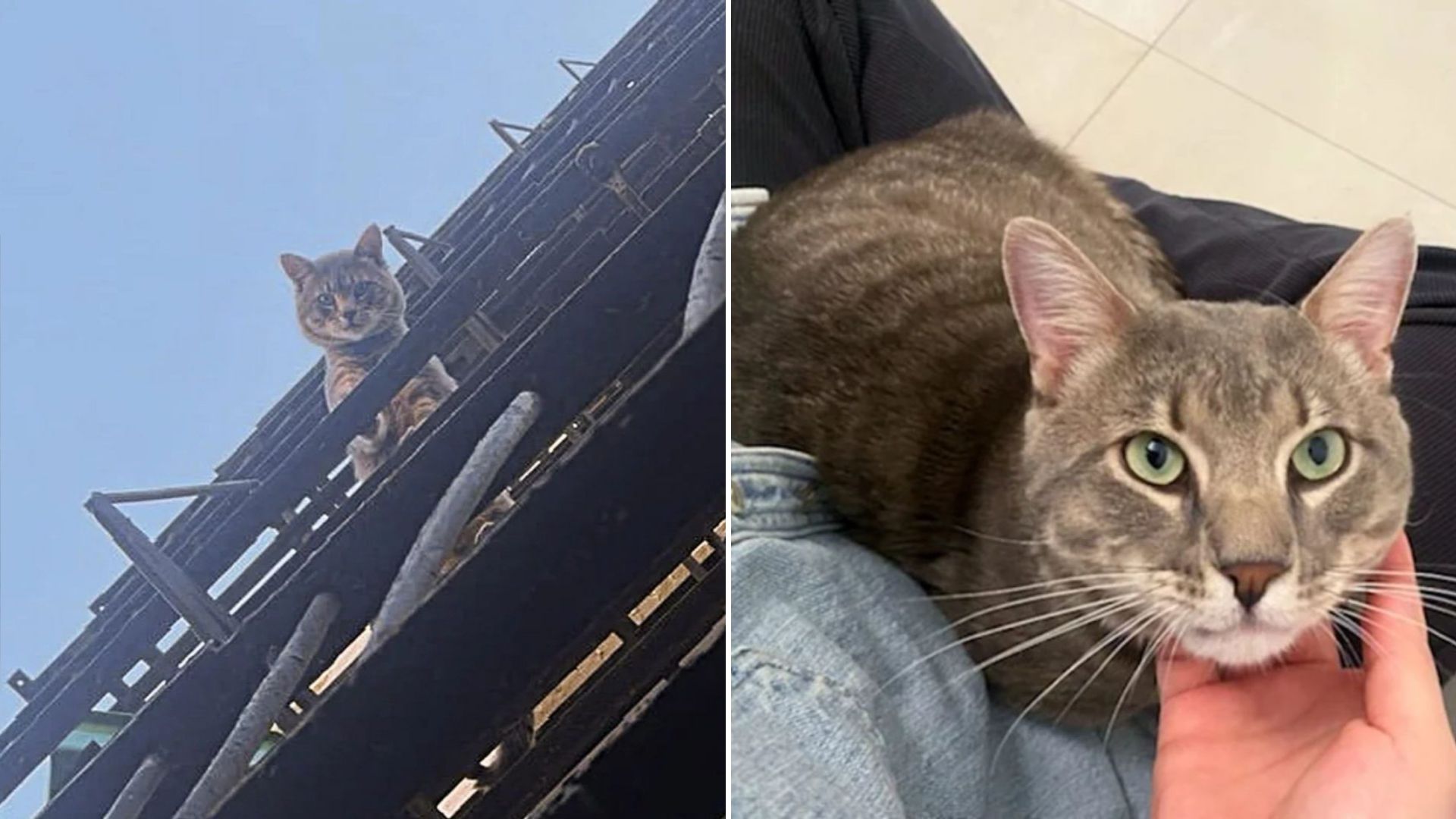 cat escaping fire