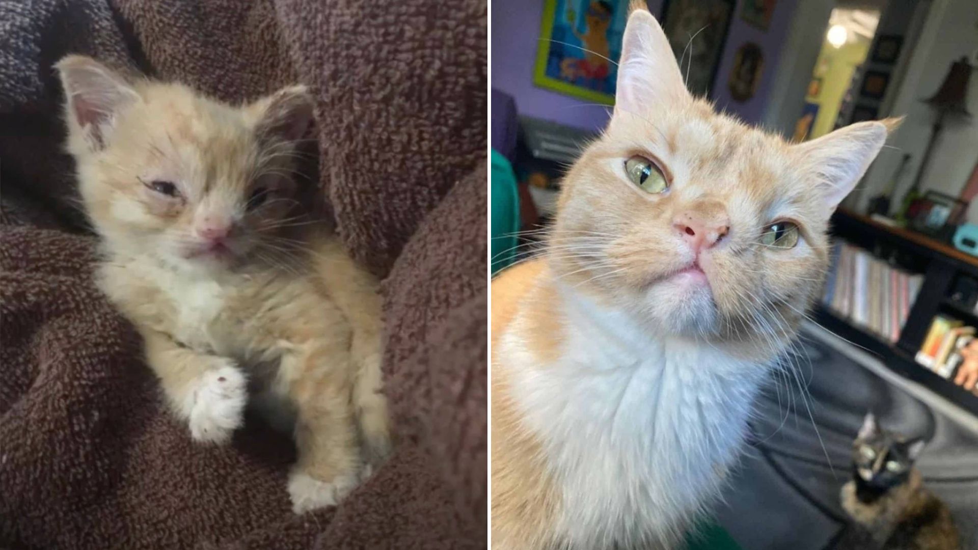 Smushed-Face Kitten Left On Florida Streets At Just 10 Days Old Gets A Miraculous Turnaround