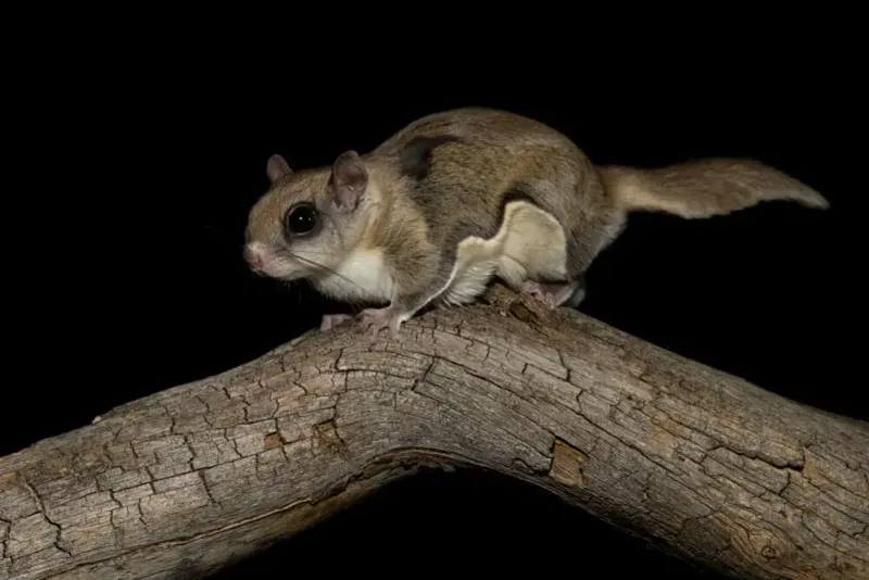 Nocturnal Flying Squirrels