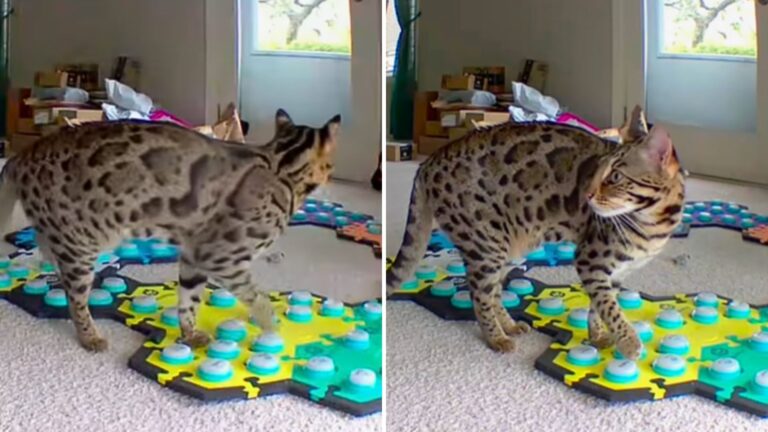 cat using speech buttons