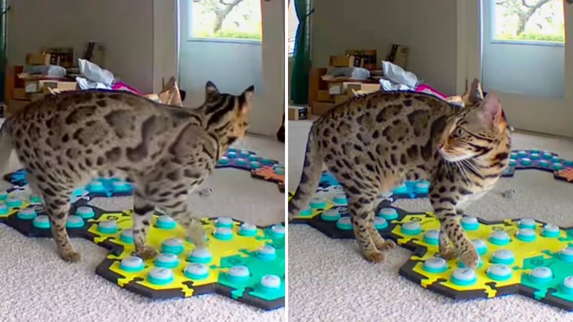 cat using speech buttons
