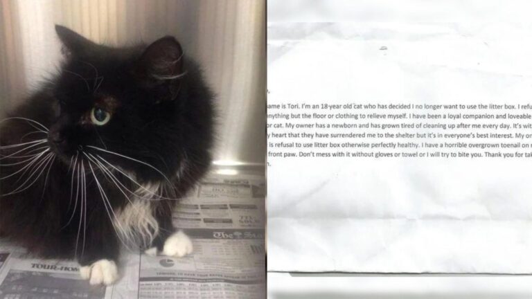 abandoned senior cat