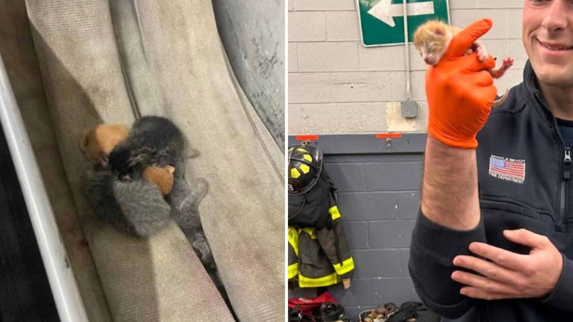firefighter discovers kittens in fire hose