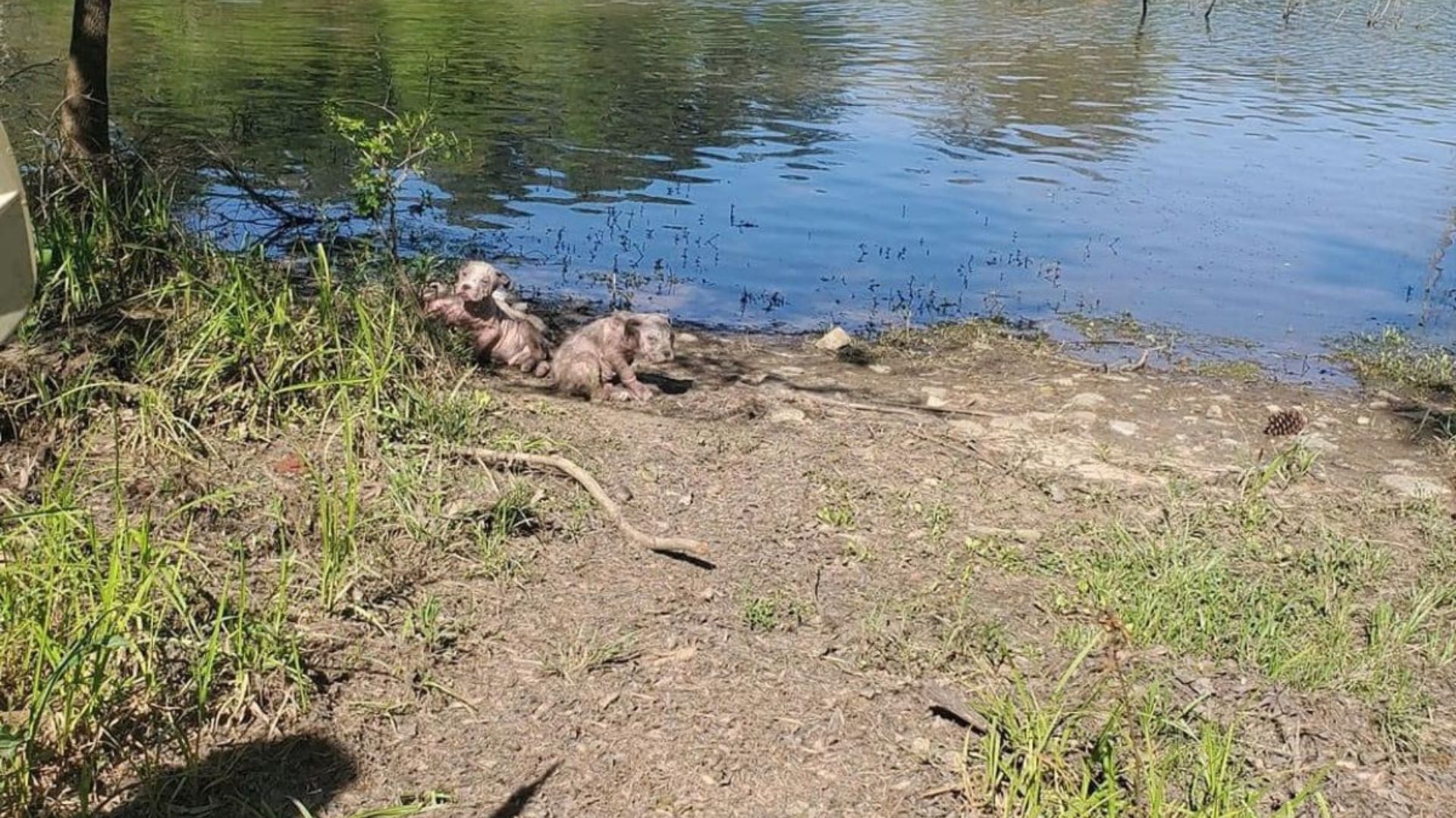 dogs by the water