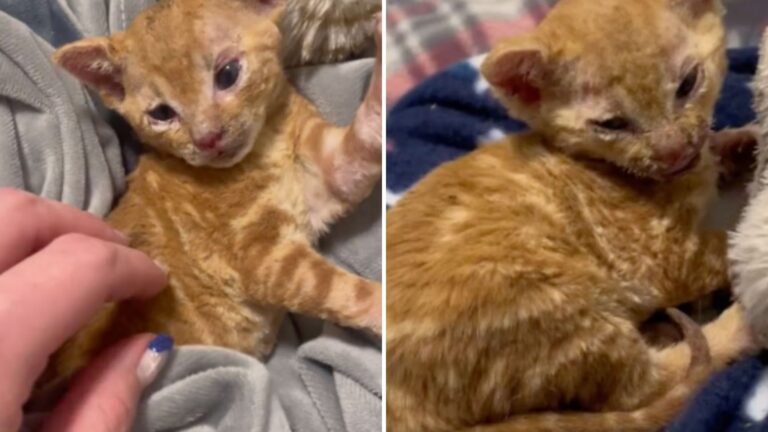 cat covered in burns