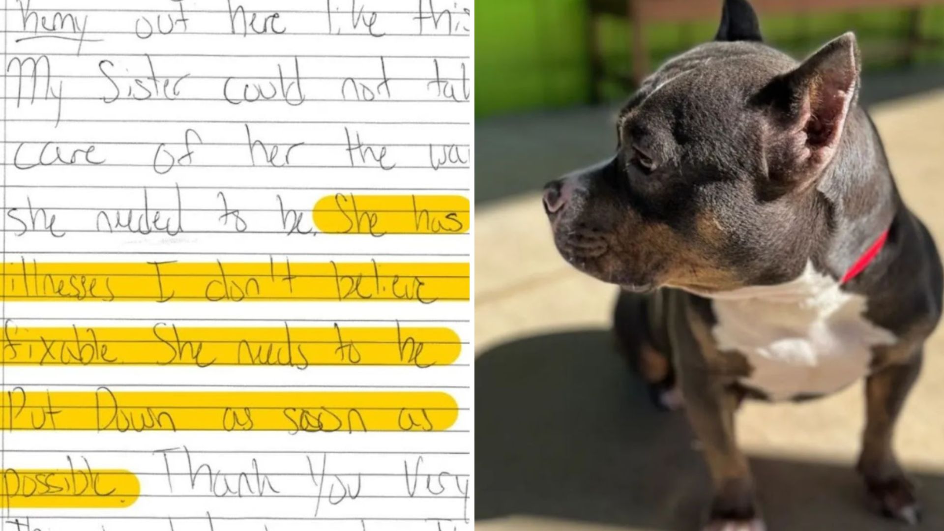 dog with a note