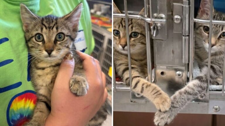 shelter kittens holding paws