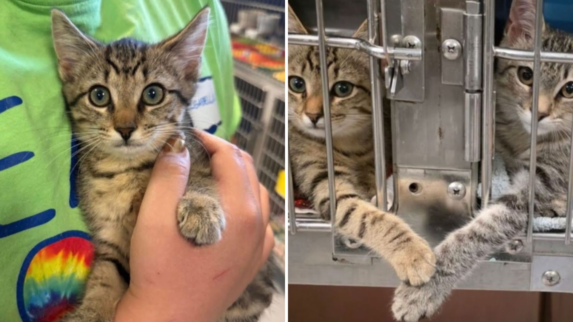 shelter kittens holding paws