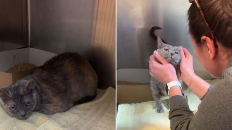 woman petting the cat