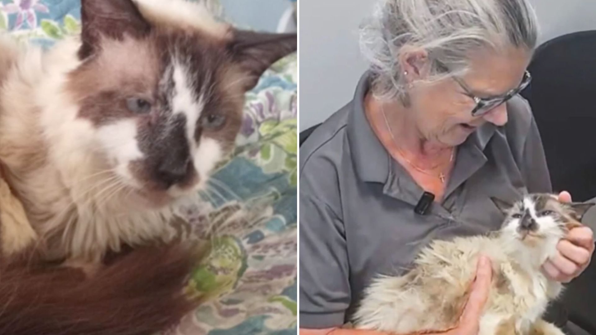 woman reunited with cat