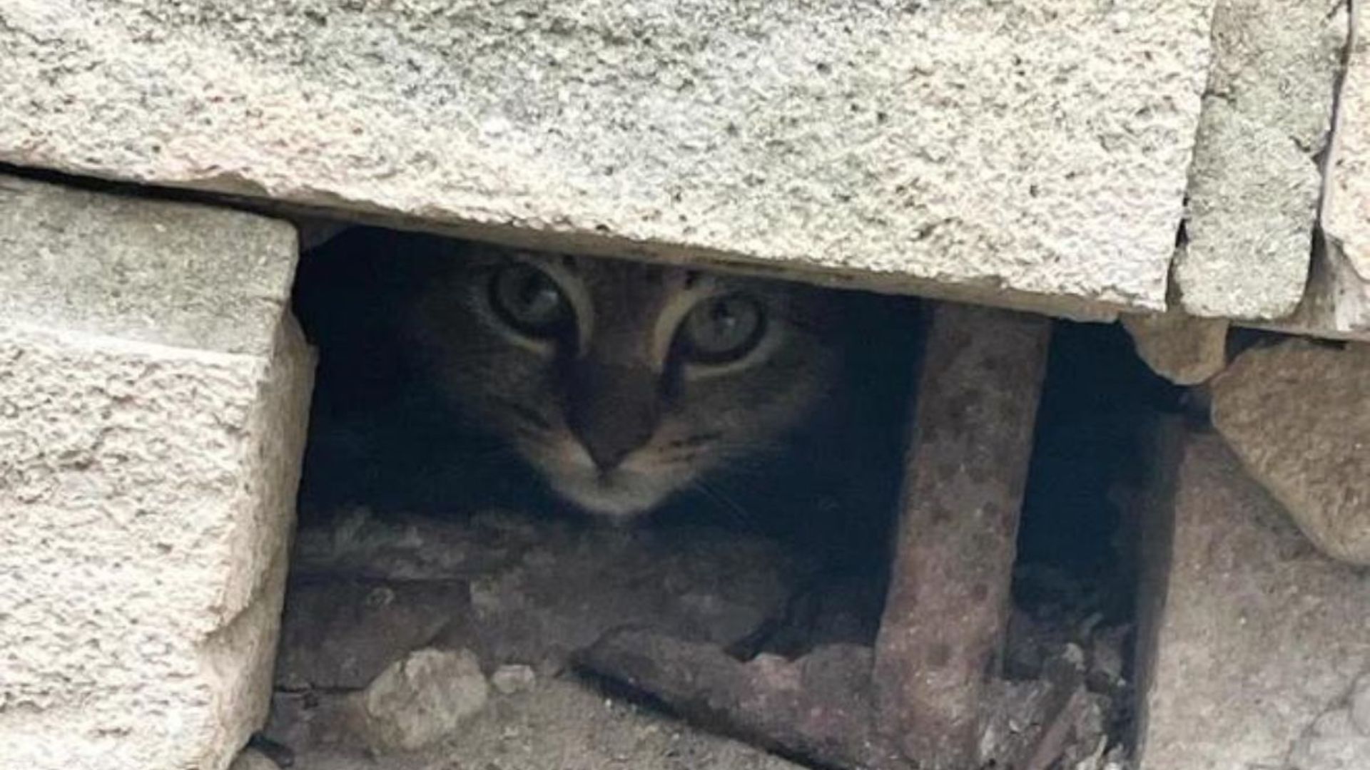 cat hiding in wall