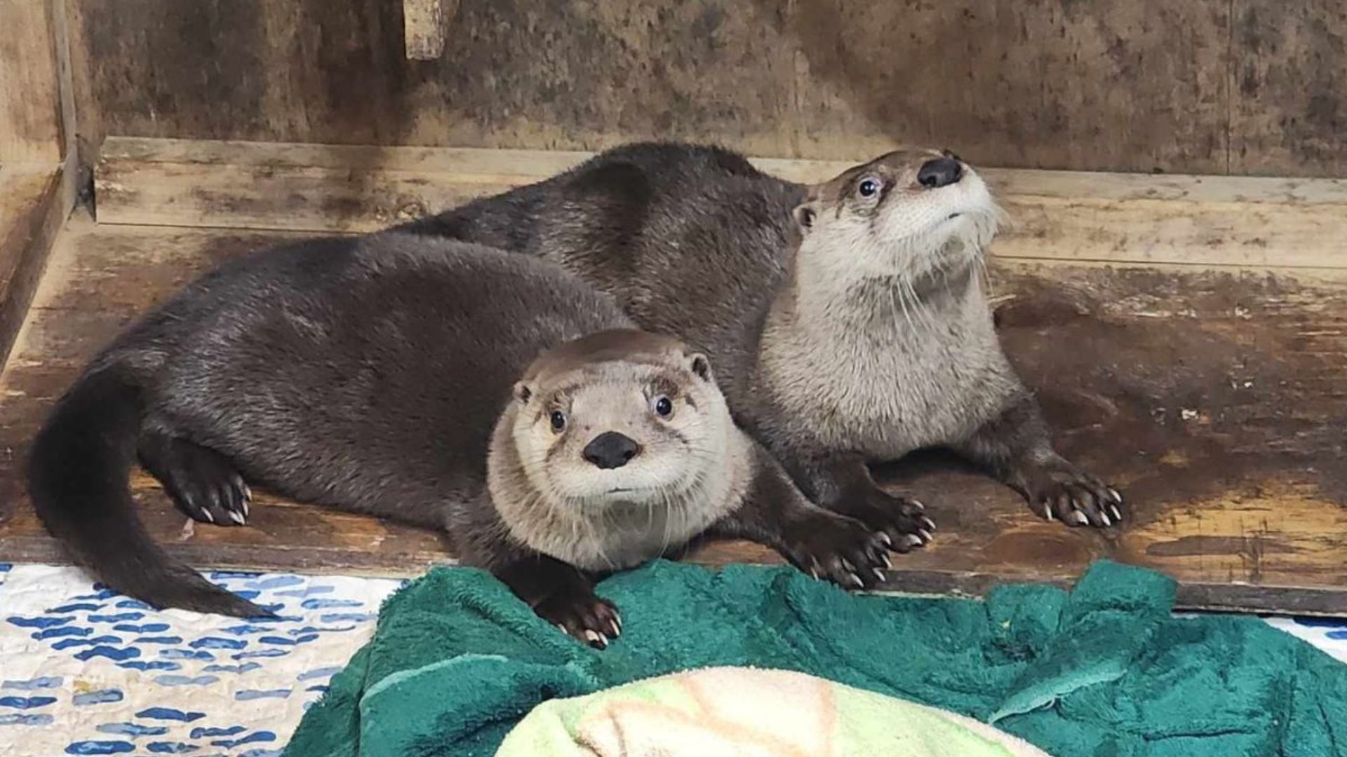 baby otters