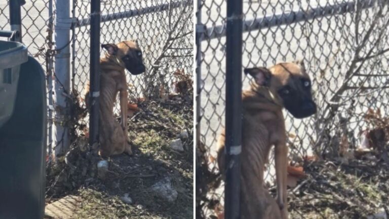 dog tied to fence at abandoned school