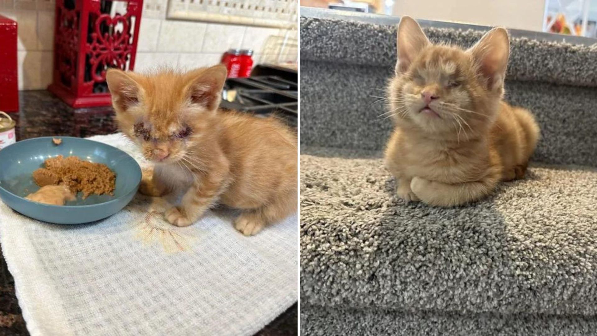 starving kitten