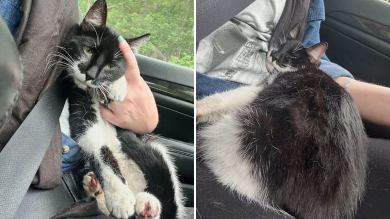 stray cat in a car