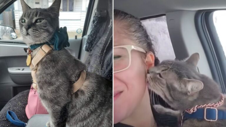 stray cat in a car