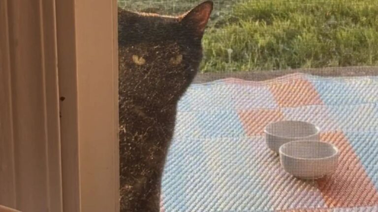 stray cat