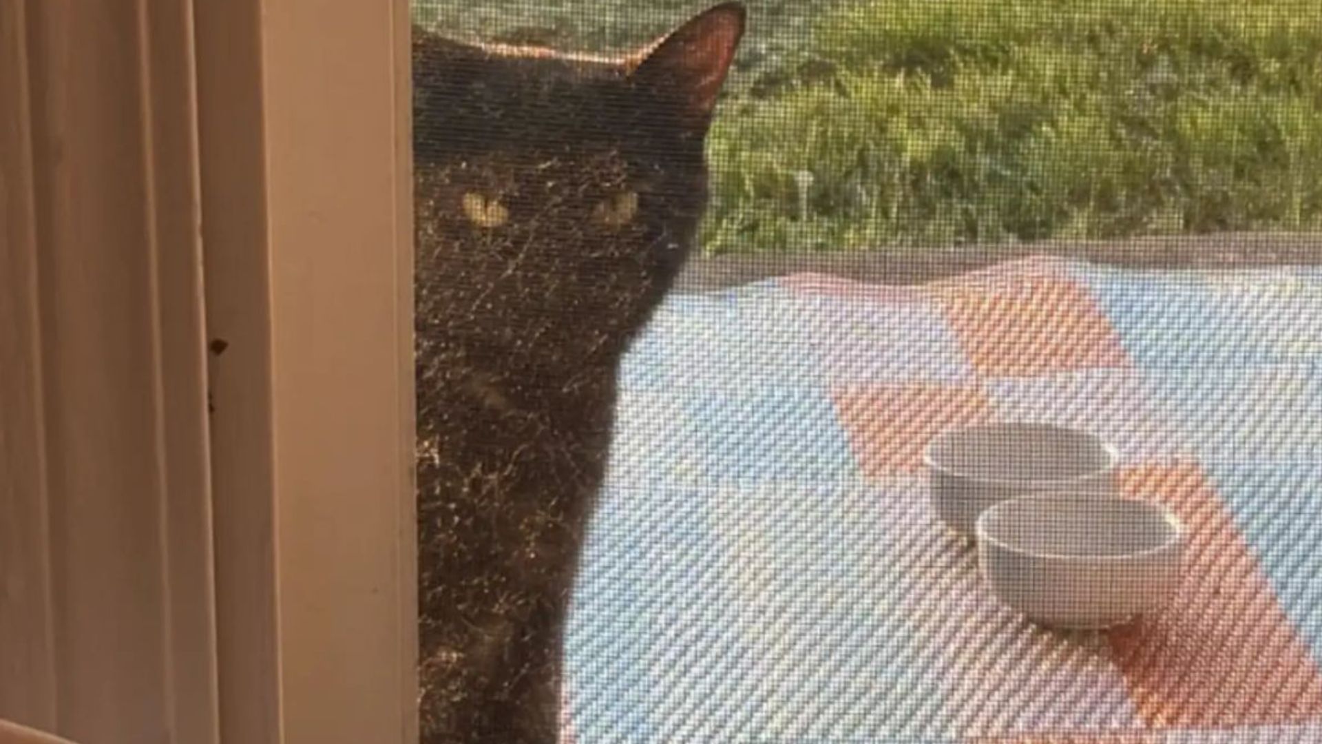 stray cat