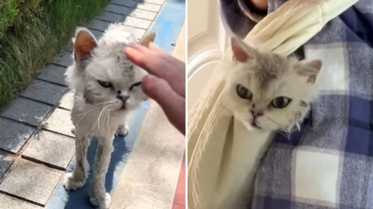 Stray Cat Rescued In New Jersey Transforms In Just One Month
