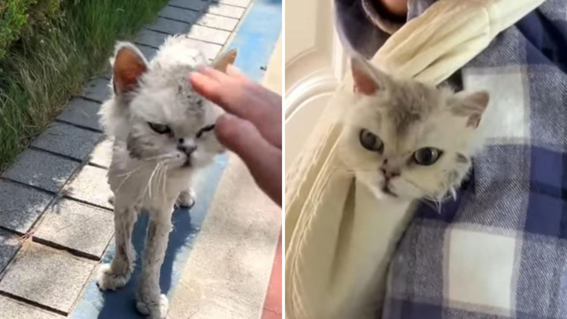 Stray Cat Rescued In New Jersey Transforms In Just One Month