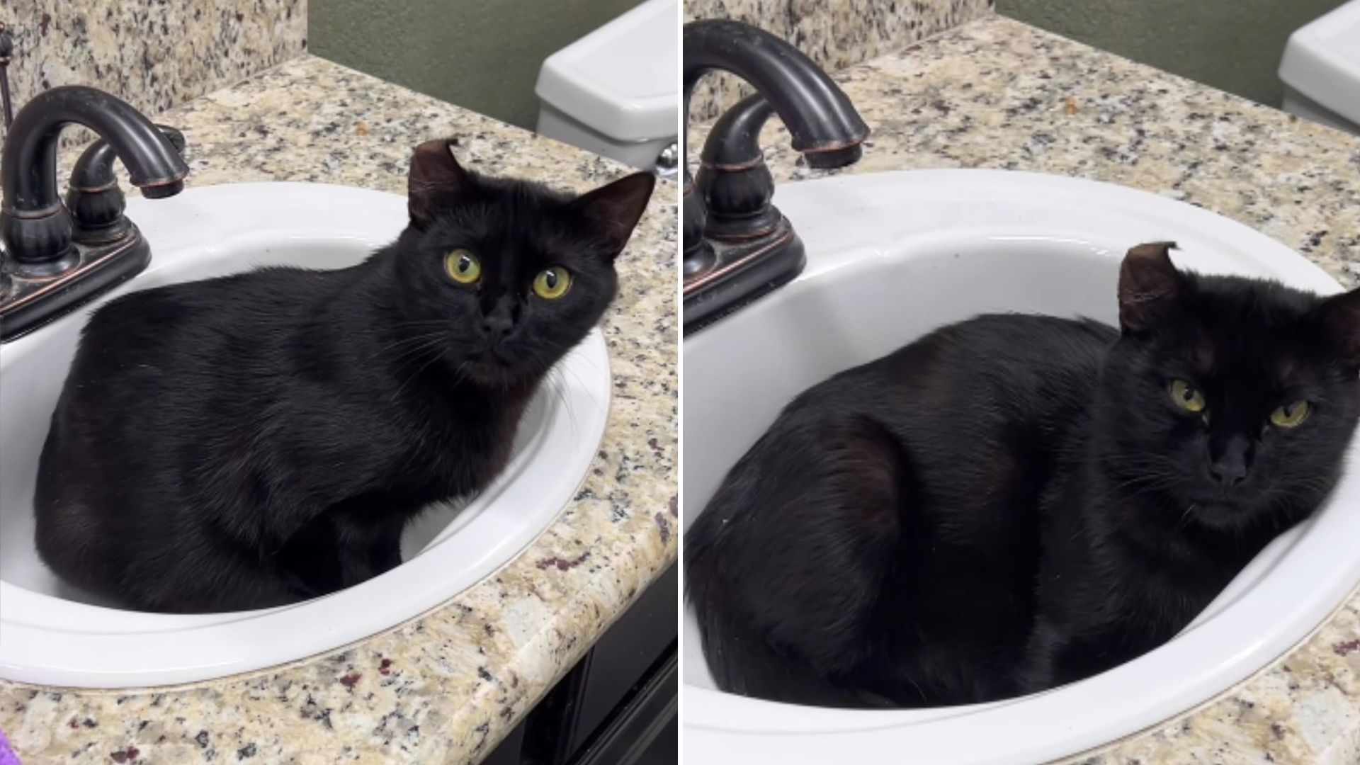 cat with a bent ear